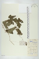 括樓藏品圖，第1張