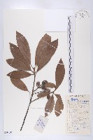 冬桃藏品圖，第1張