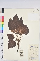 千年桐藏品圖，第1張