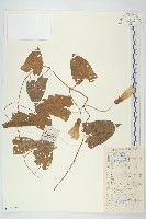 篱打碗花藏品圖，第1張