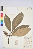 黧蒴栲藏品圖，第1張