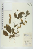 雪膽藏品圖，第1張