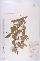 胡頹子藏品圖，第1張