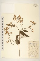 黃菀藏品圖，第1張