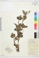 毛茛藏品圖，第1張