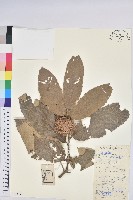 板栗藏品圖，第1張