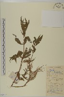 鱧腸藏品圖，第1張