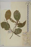 粉背南蛇藤藏品圖，第1張