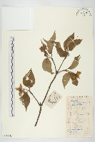 頭狀四照花藏品圖，第1張