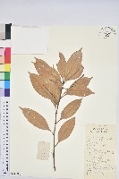 箭桿柯藏品圖，第1張