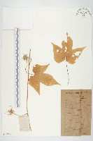 裂葉牽牛藏品圖，第1張