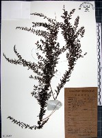 鐵掃帚、千里光藏品圖，第1張