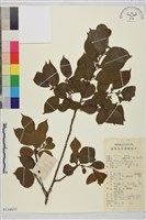 鈍齒鼠李藏品圖，第1張