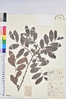 紅毛饅頭果藏品圖，第1張