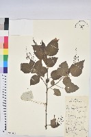 假扎包葉藏品圖，第1張