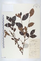 黑棗、君遷子藏品圖，第1張