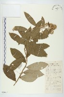 羊耳菊藏品圖，第1張