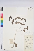 大戟藏品圖，第1張