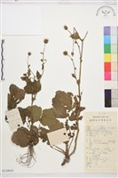 登錄號:S134919藏品圖，第1張