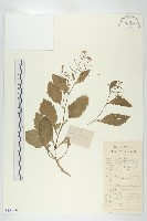 無瓣蔊菜藏品圖，第1張