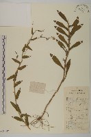 耳葉紫菀藏品圖，第1張