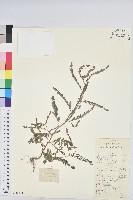 葉下珠、珠仔草藏品圖，第1張