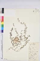 地錦藏品圖，第1張