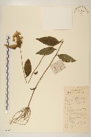 佩蘭、澤蘭藏品圖，第1張