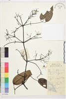 鈍萼鐵線蓮藏品圖，第1張