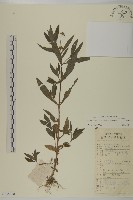 鱧腸藏品圖，第1張