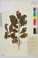 鈍齒鼠李藏品圖，第1張