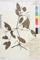 革葉鐵線蓮藏品圖，第1張