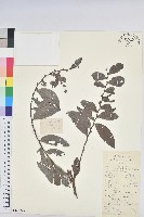 湖北算盤子藏品圖，第1張