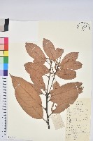 美葉石櫟藏品圖，第1張