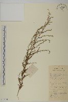 牡蒿藏品圖，第1張