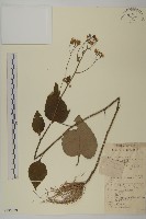 短冠東鳳菜藏品圖，第1張