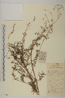 野艾蒿藏品圖，第1張