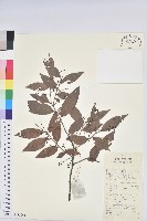 米飯花藏品圖，第1張