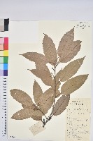 多脈青岡藏品圖，第1張