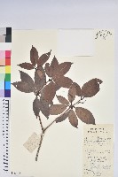 鹿角杜鵑、西施花、青紫木藏品圖，第1張