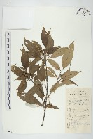 尖葉四照花藏品圖，第1張