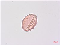 尼泊爾山香園藏品圖，第2張