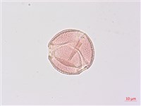 尼泊爾山香園藏品圖，第3張