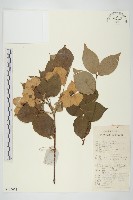 四照花、山荔枝藏品圖，第1張