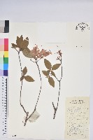 唐杜鵑、大屯杜鵑、中原氏杜鵑藏品圖，第1張