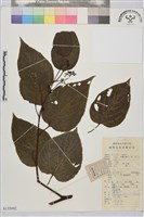 枳椇藏品圖，第1張