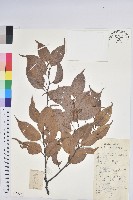 反刺苦櫧藏品圖，第1張