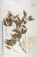 華杜英藏品圖，第1張