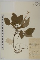 光葉兔兒風藏品圖，第1張