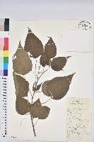 假扎包葉藏品圖，第1張